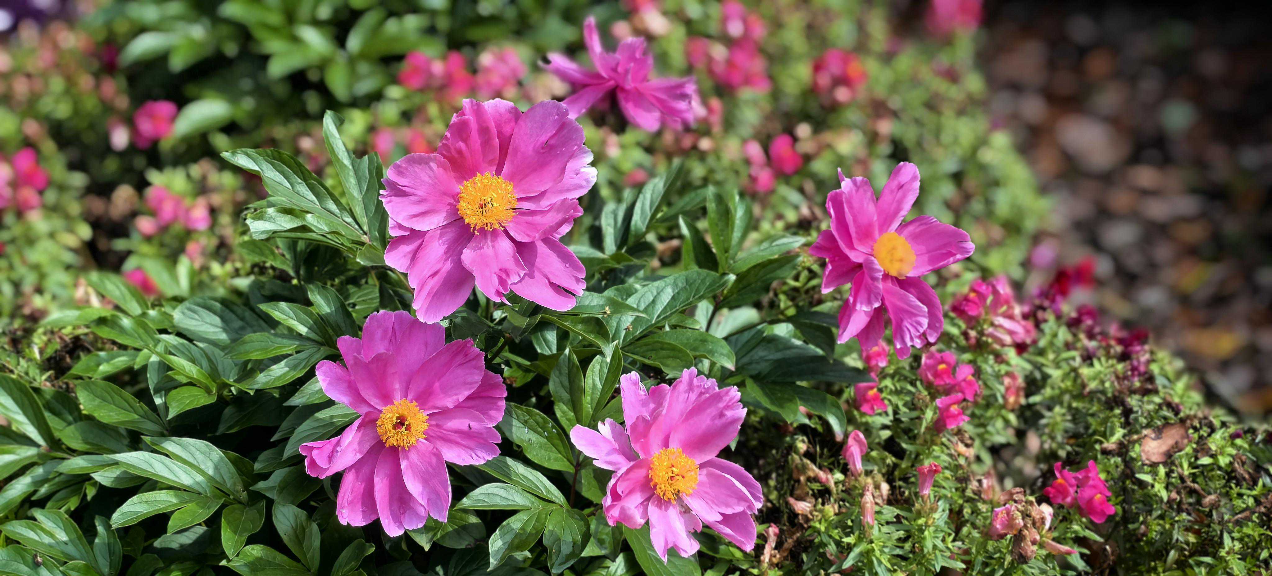 被修剪的杜鹃花